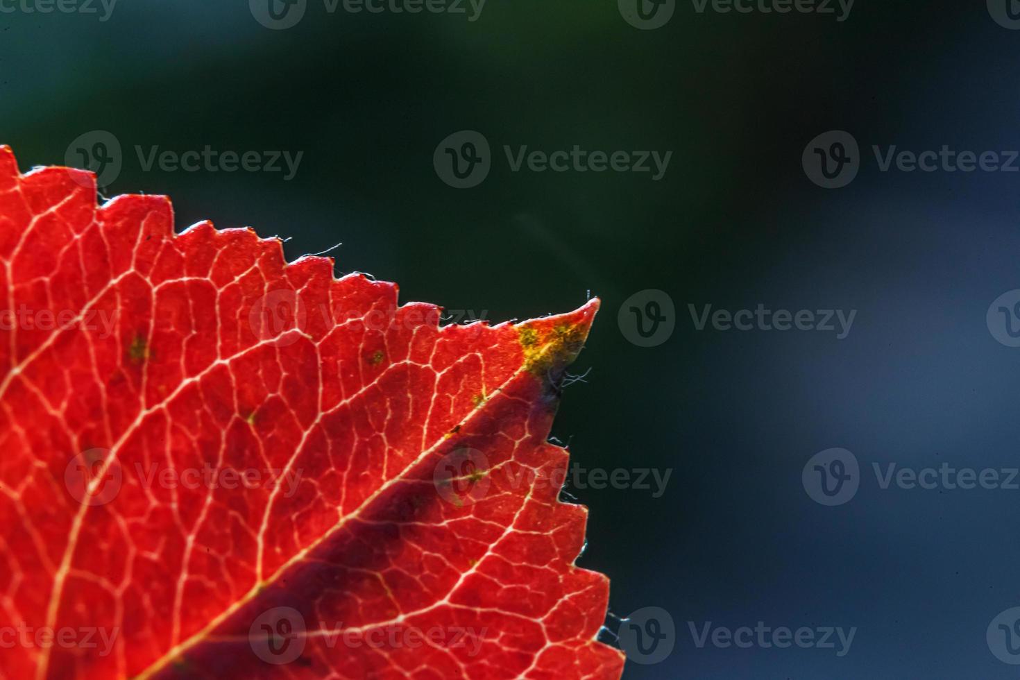 Closeup natural autumn fall macro view of red orange leaf glow in sun on blurred green background in garden or park. Inspirational nature october or september wallpaper. Change of seasons concept. photo