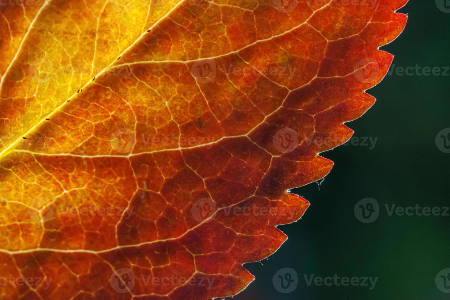 Closeup natural autumn fall macro view of red orange leaf glow in sun on blurred green background in garden or park. Inspirational nature october or september wallpaper. Change of seasons concept. photo