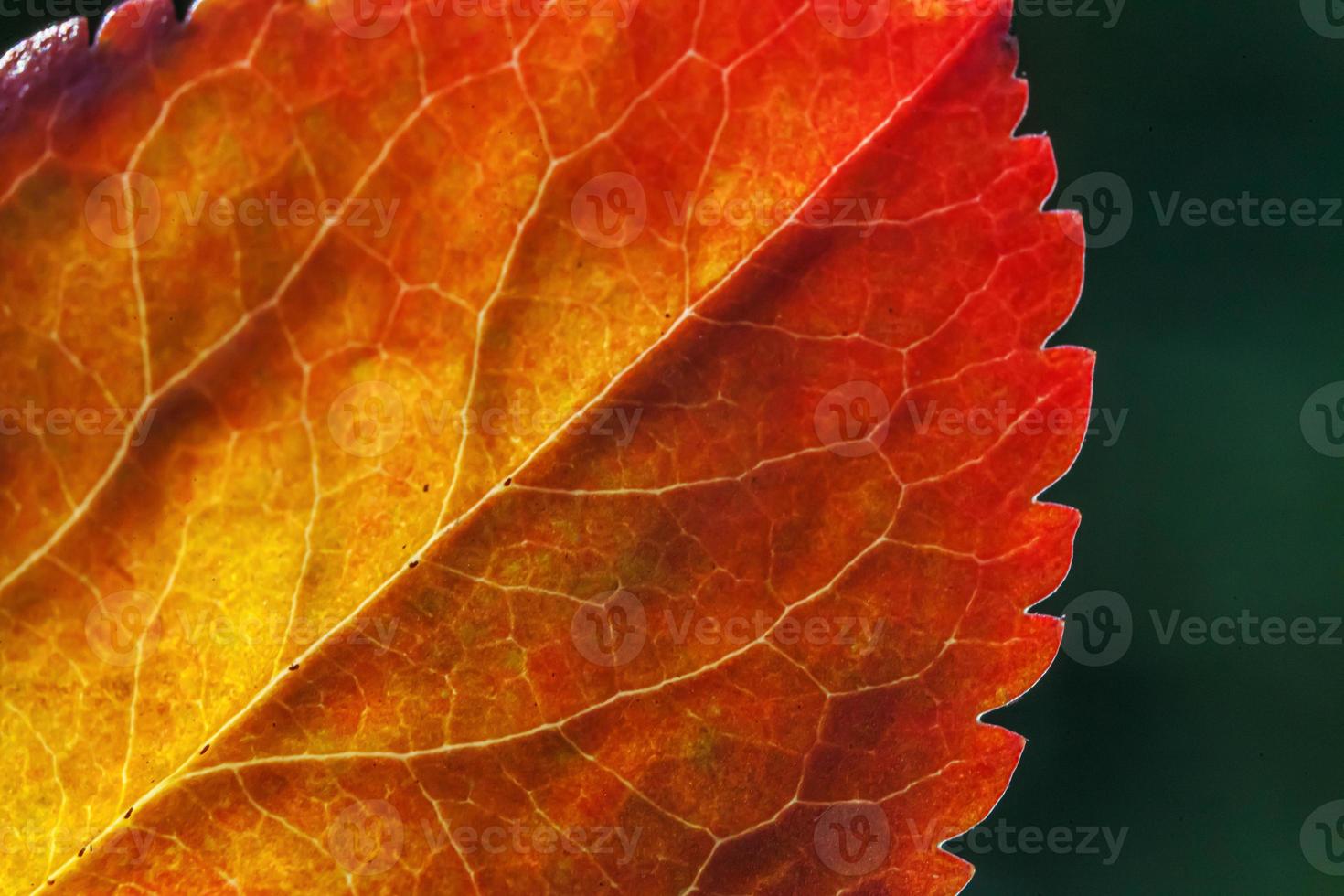 Closeup natural autumn fall macro view of red orange leaf glow in sun on blurred green background in garden or park. Inspirational nature october or september wallpaper. Change of seasons concept. photo