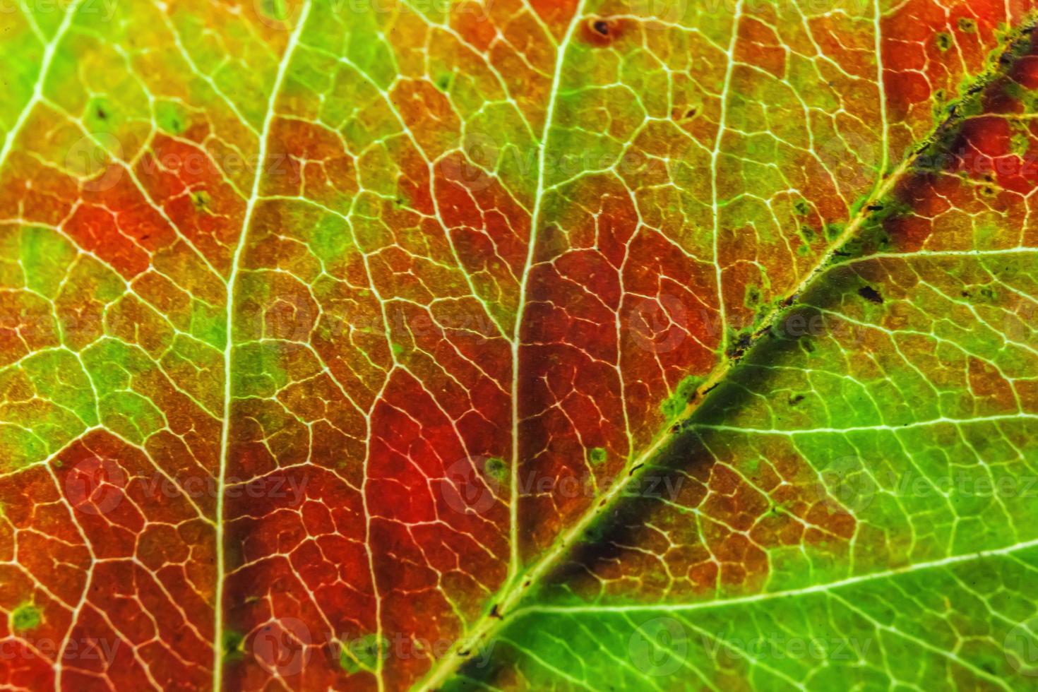 Closeup autumn fall extreme macro texture view of red orange green wood sheet tree leaf glow in sun background. Inspirational nature october or september wallpaper. Change of seasons concept. photo