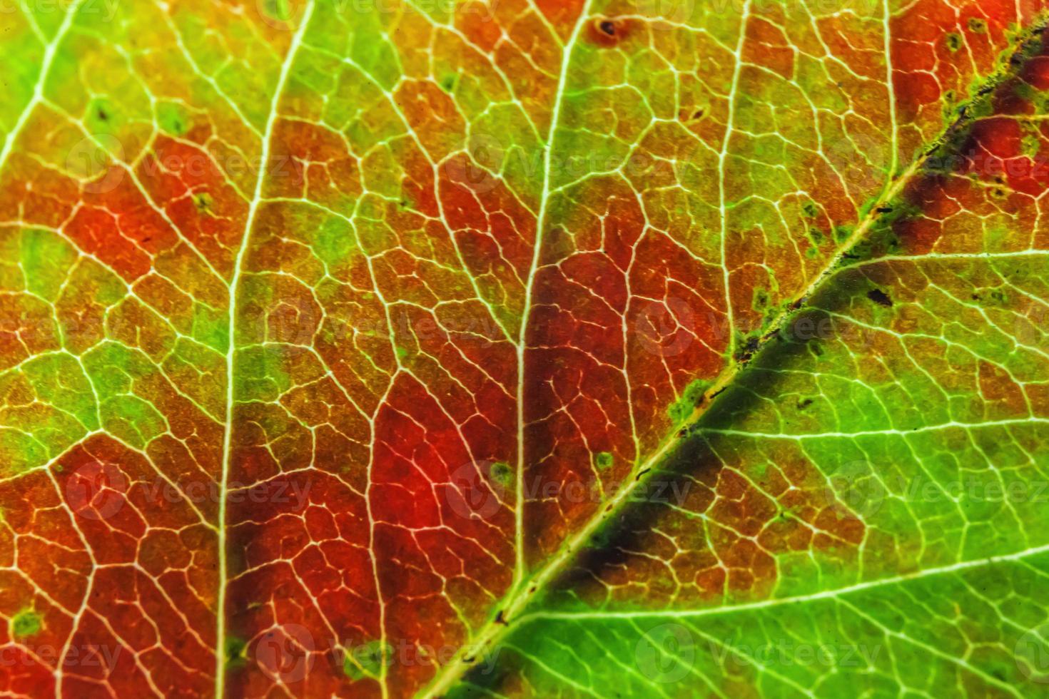 primer plano otoño otoño extrema textura macro vista de hoja de madera verde naranja rojo resplandor de hoja de árbol en el fondo del sol. fondo de pantalla de octubre o septiembre de naturaleza inspiradora. concepto de cambio de estaciones. foto