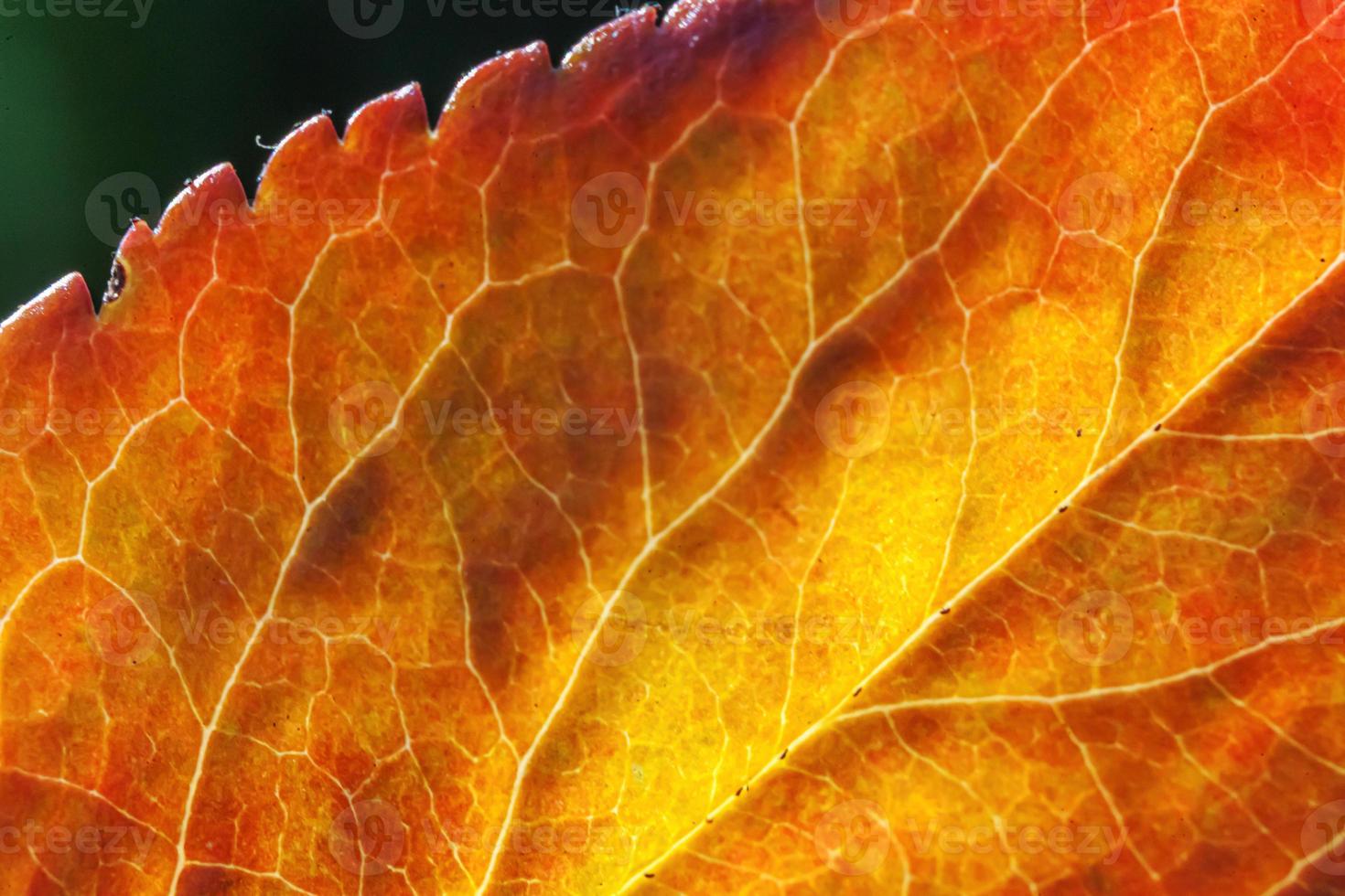 Closeup autumn fall extreme macro texture view of red orange green wood sheet tree leaf glow in sun background. Inspirational nature october or september wallpaper. Change of seasons concept. photo