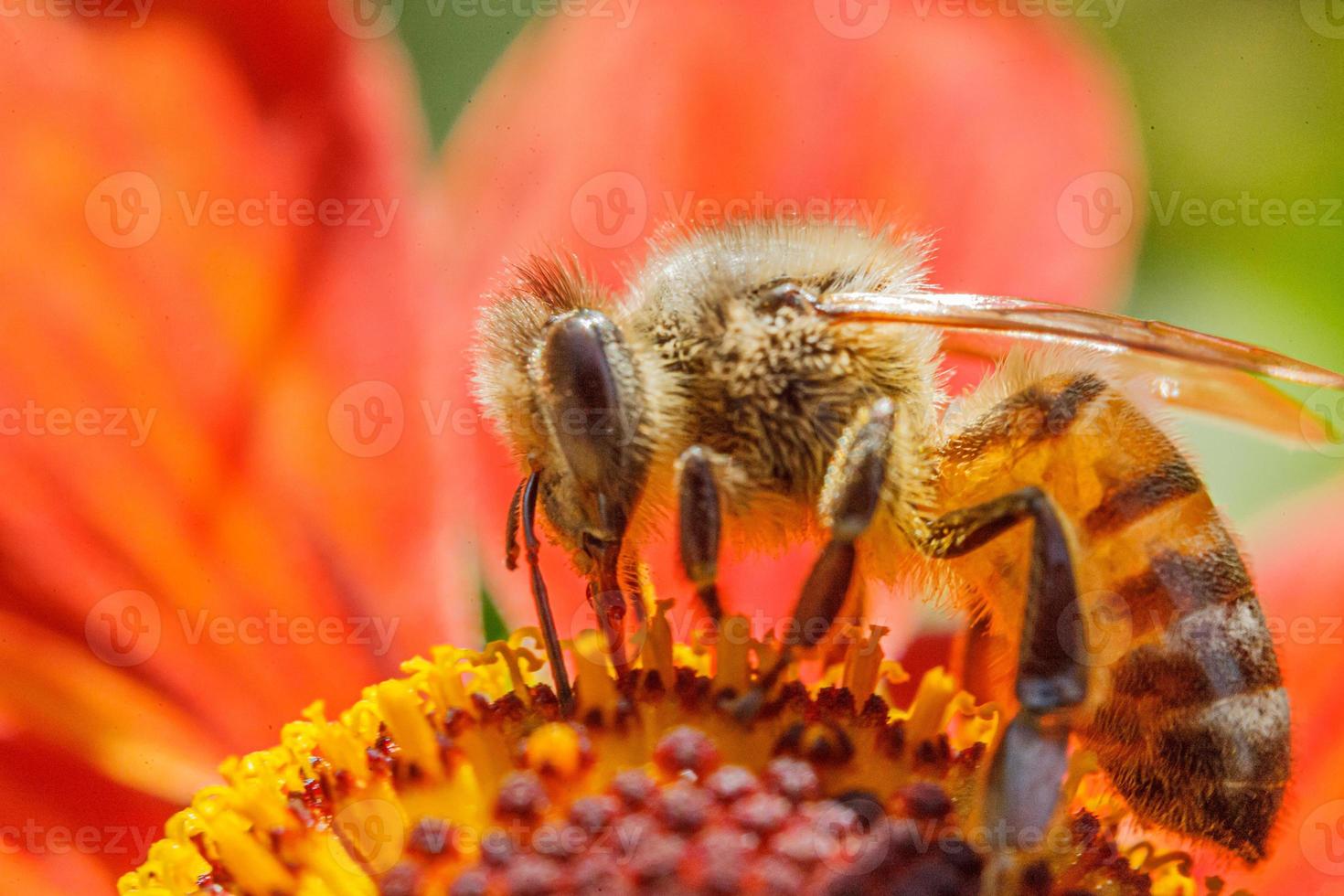 Honey bee covered with yellow pollen drink nectar, pollinating orange flower. Inspirational natural floral spring or summer blooming garden background. Life of insects. Macro close up selective focus. photo