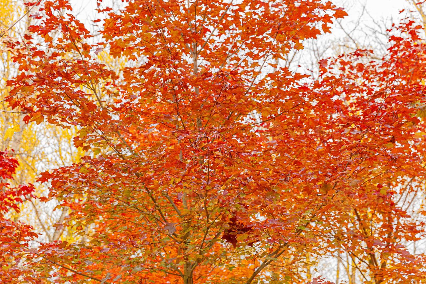 Closeup natural autumn fall view of red orange maple leaf glow in sun on blurred green background in garden or park. Inspirational nature october or september wallpaper. Change of seasons concept. photo