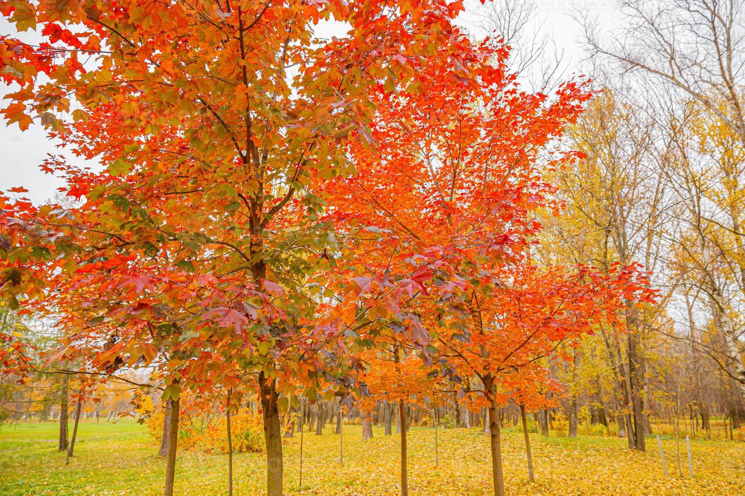 Natural autumn fall view of trees with red orange leaf in garden forest or park. Maple leaves during autumn season. Inspirational nature in october or september. Change of seasons concept. photo