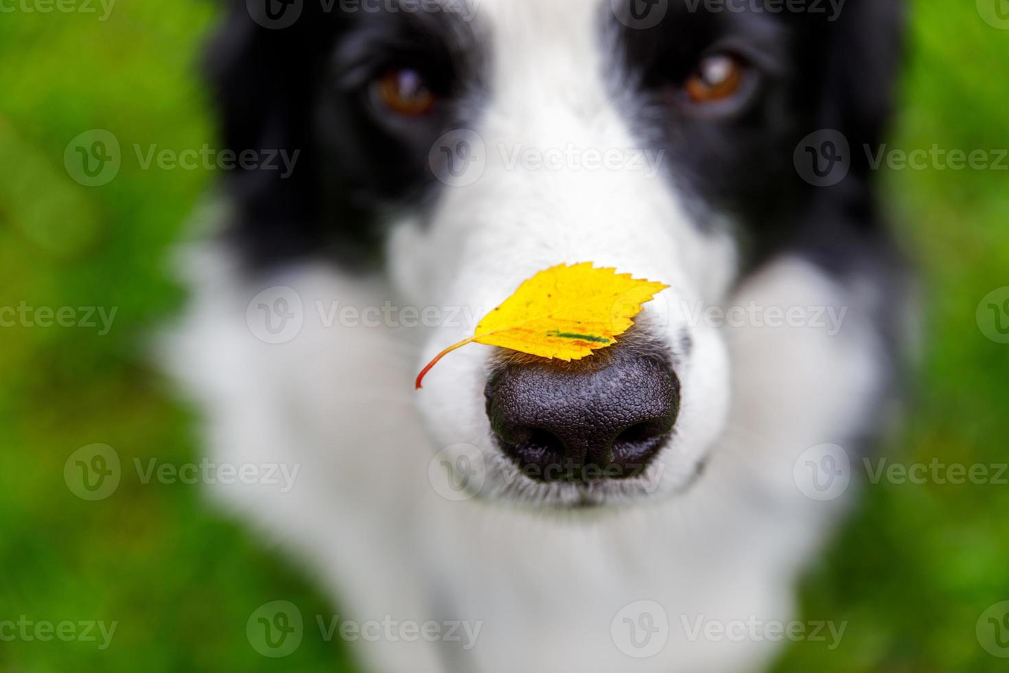Outdoor portrait of cute funny puppy dog border collie with yellow fall leaf on nose sitting in autumn park. Dog sniffing autumn leaves on walk. Close Up selective focus. Funny pet concept photo