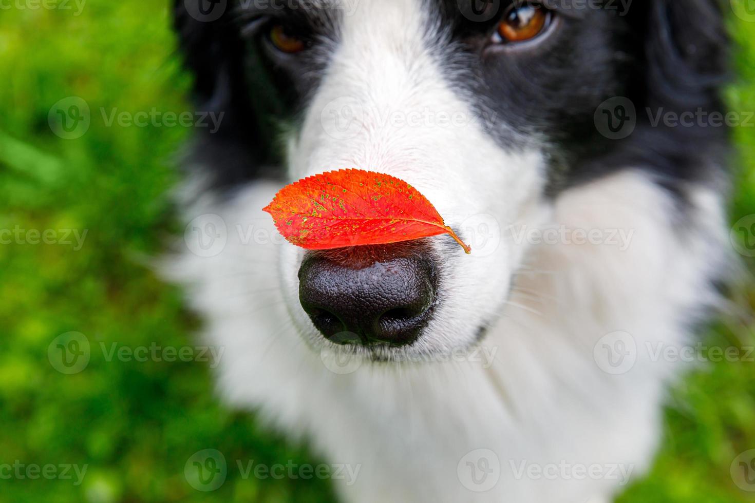 Outdoor portrait of cute funny puppy dog border collie with red fall leaf on nose sitting in autumn park. Dog sniffing autumn leaves on walk. Close Up selective focus. Funny pet concept photo