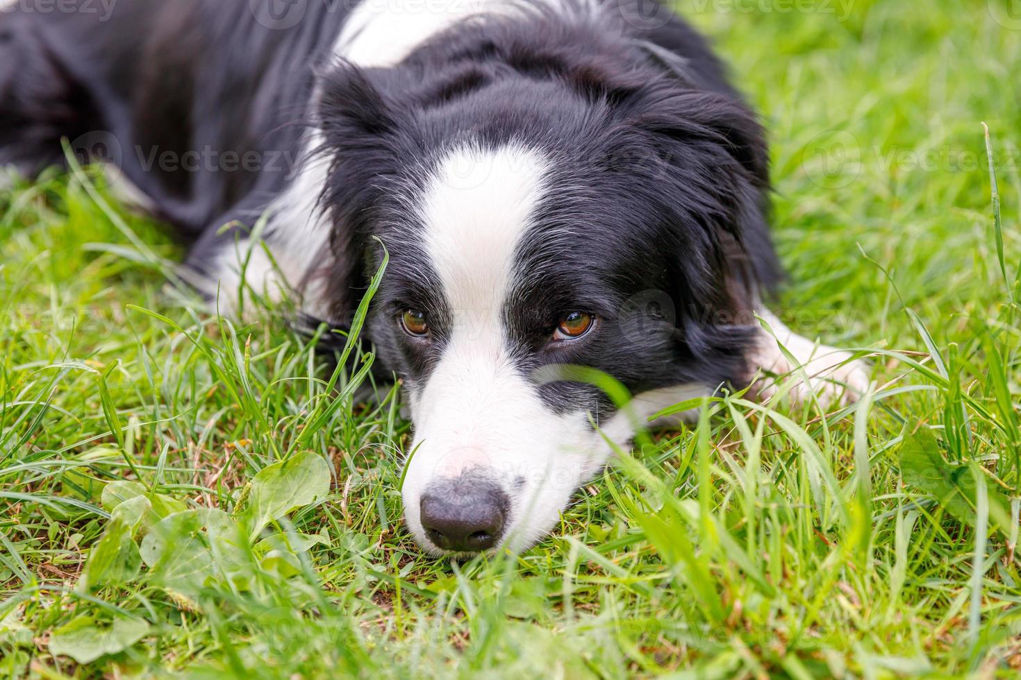 Bordr Collie Puppy Is Lying In The Garden Stock Photo, Picture and Royalty  Free Image. Image 85103562.