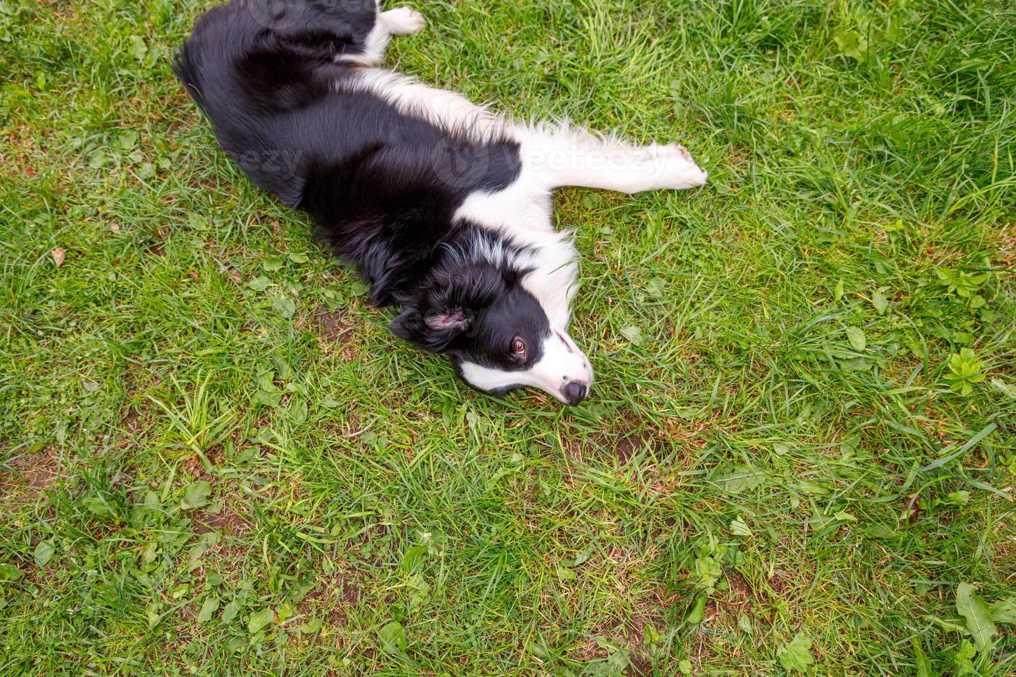 Bordr Collie Puppy Is Lying In The Garden Stock Photo, Picture and Royalty  Free Image. Image 85103562.