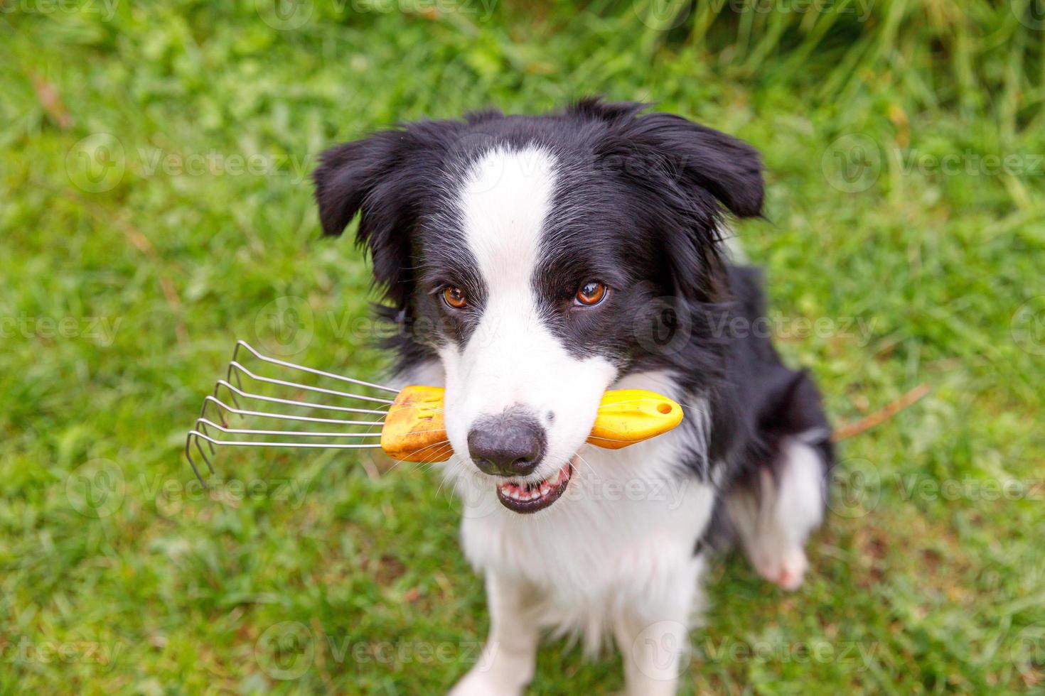 Outdoor portrait of cute smiling dog border collie holding rake on garden background. Funny puppy as gardener fetching rake for weeding. Gardening and agriculture concept. photo