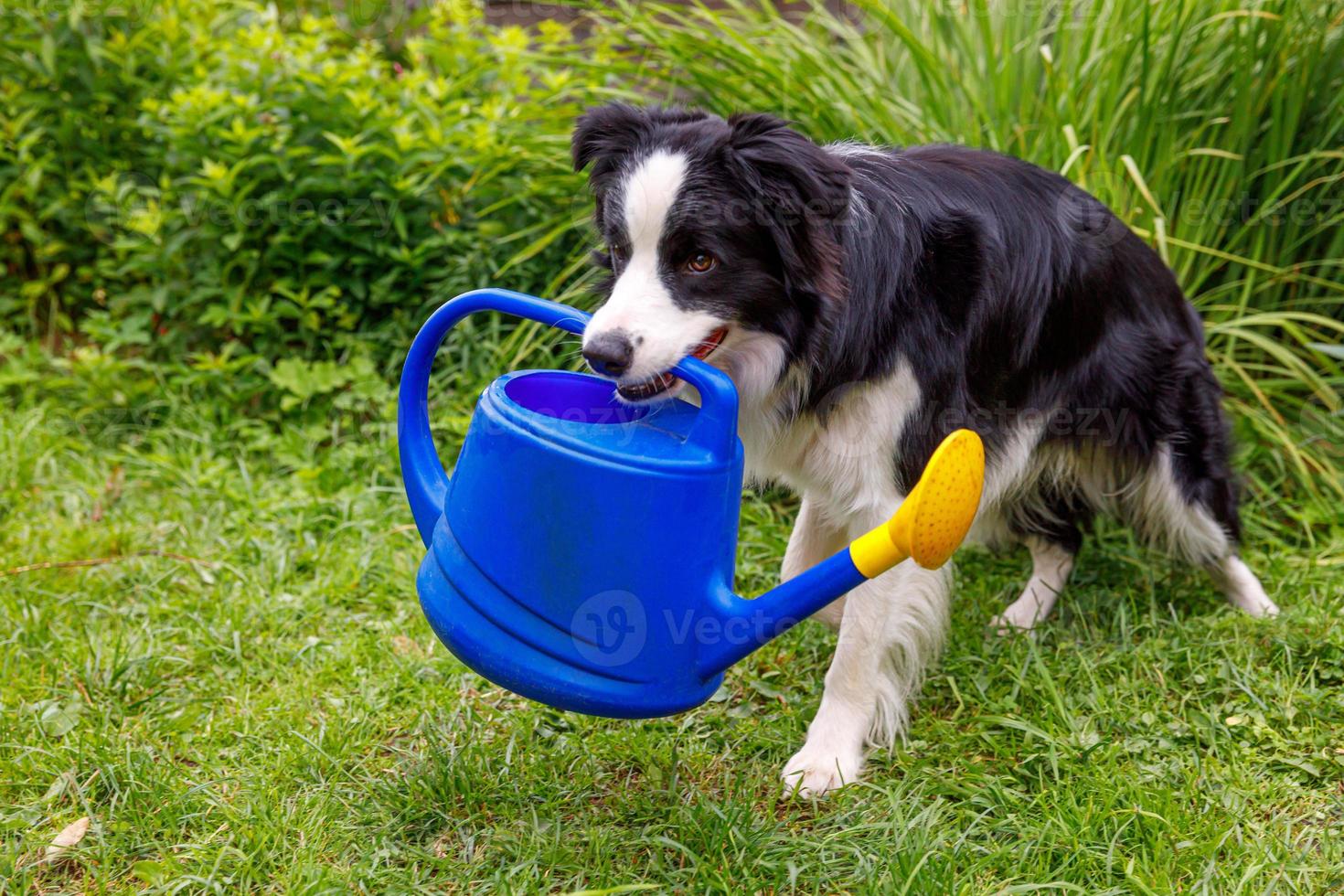 Outdoor portrait of cute smiling dog border collie holding watering can on garden background. Funny puppy as gardener fetching watering can for irrigation. Gardening and agriculture concept. photo