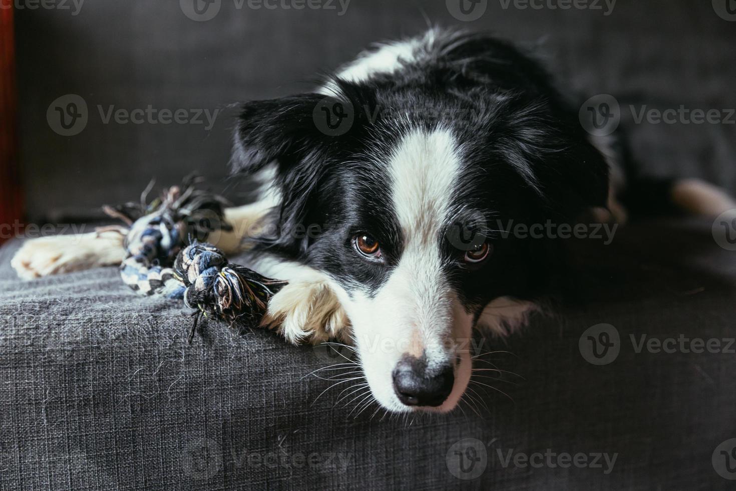 divertido retrato de un lindo cachorro sonriente border collie en el sofá en el interior. nuevo miembro encantador de la familia perrito en casa mirando y esperando. cuidado de mascotas y concepto de animales. foto