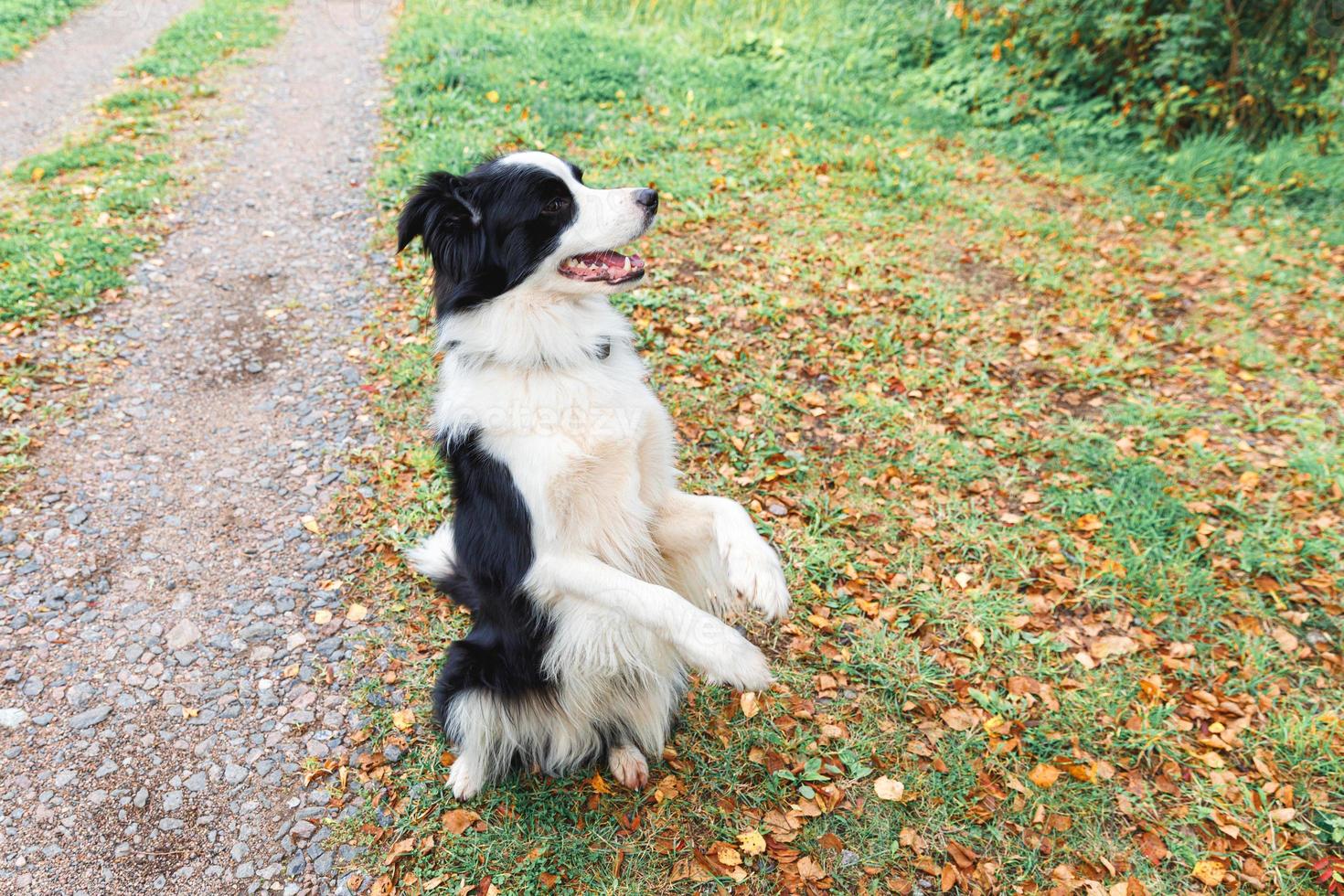 Funny puppy dog border collie playing jumping on dry fall leaves in park outdoor. Dog sniffing autumn leaves on walk. Hello Autumn cold weather concept. photo