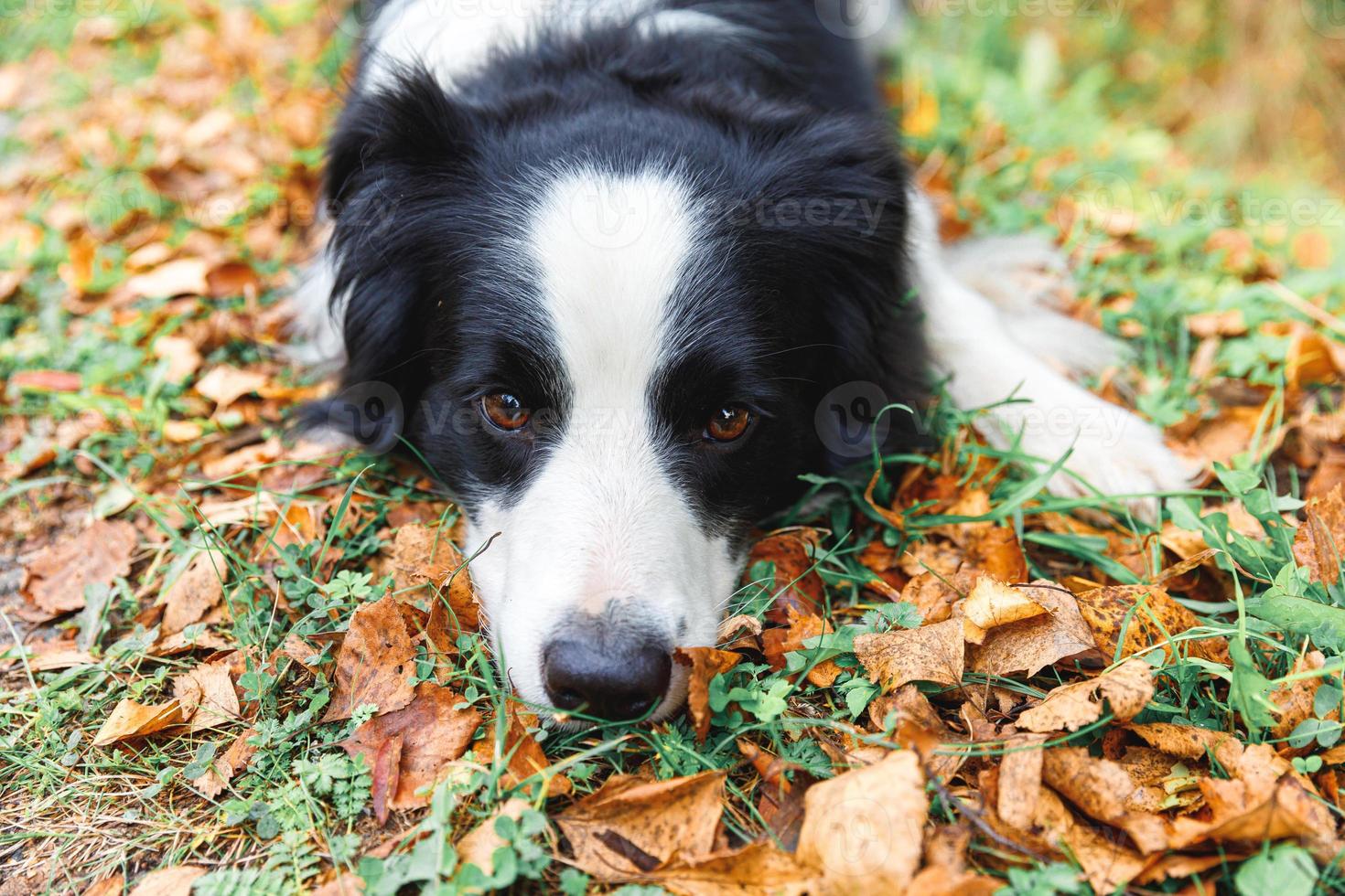 Funny puppy dog border collie lying down on dry fall leaf in park outdoor. Dog sniffing autumn leaves on walk. Hello Autumn cold weather concept. photo
