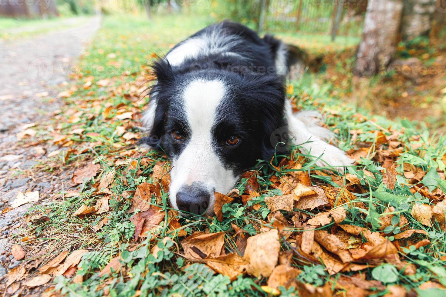 Funny puppy dog border collie lying down on dry fall leaf in park outdoor. Dog sniffing autumn leaves on walk. Hello Autumn cold weather concept. photo