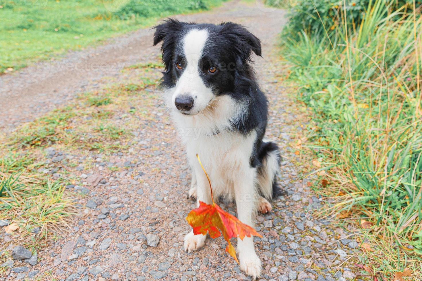 Funny puppy dog border collie with orange maple fall leaf in mouth sitting on park background outdoor. Dog sniffing autumn leaves on walk. Hello Autumn cold weather concept. photo