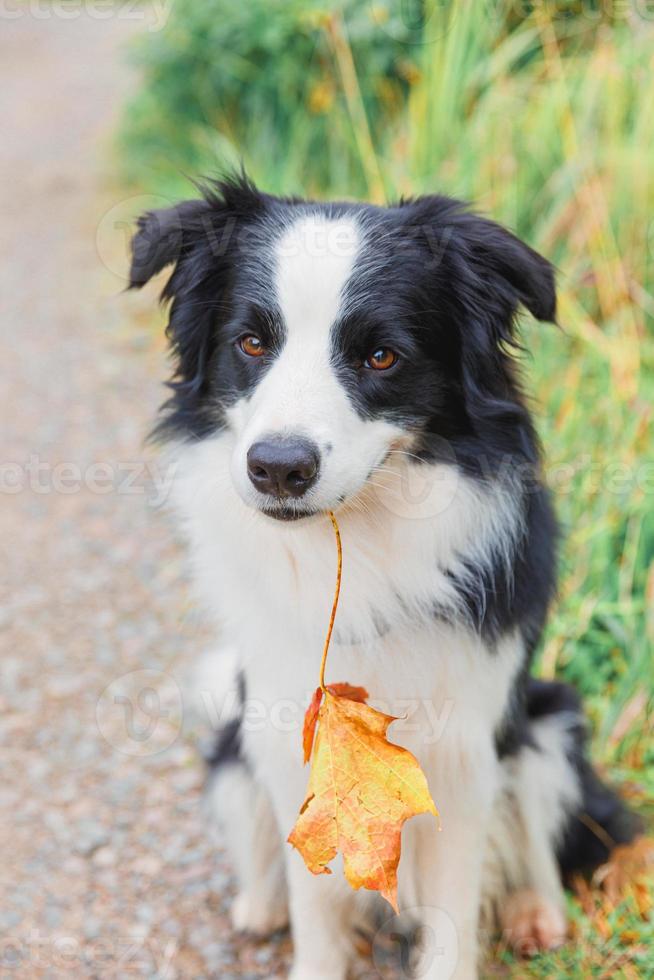 Funny puppy dog border collie with orange maple fall leaf in mouth sitting on park background outdoor. Dog sniffing autumn leaves on walk. Hello Autumn cold weather concept. photo