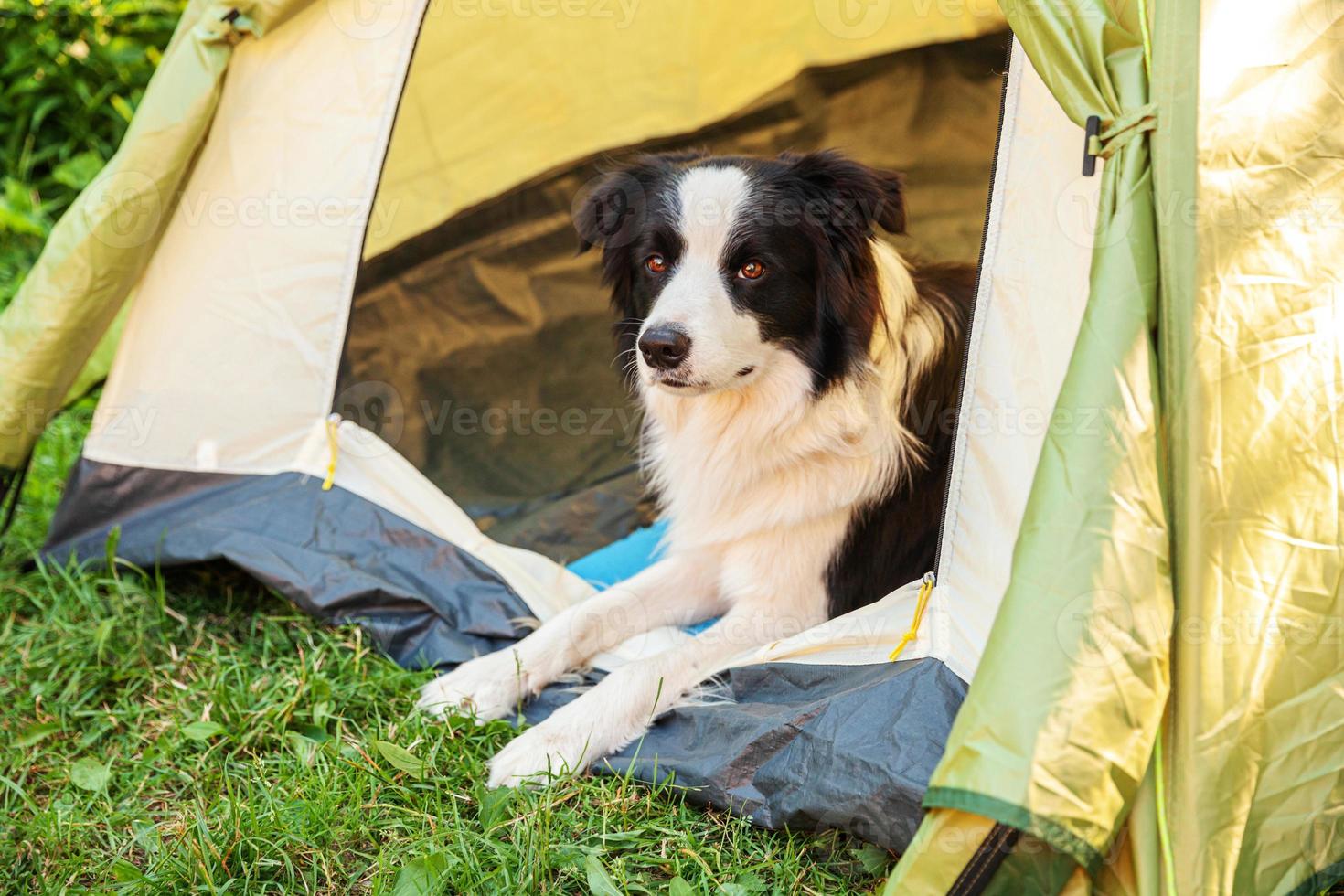 retrato al aire libre de un lindo y divertido cachorro border collie acostado dentro de una tienda de campaña. aventura de viaje de mascotas con compañero de perro. guardián y protección de campamento. concepto de turismo de viaje foto