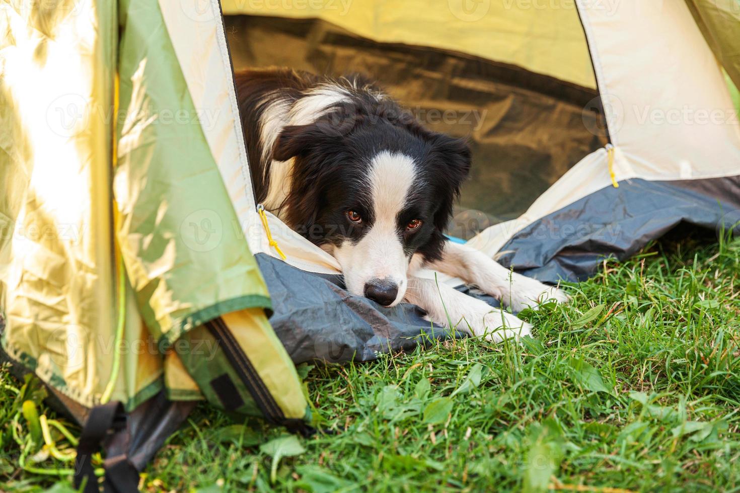 retrato al aire libre de un lindo y divertido cachorro border collie acostado dentro de una tienda de campaña. aventura de viaje de mascotas con compañero de perro. guardián y protección de campamento. concepto de turismo de viaje foto