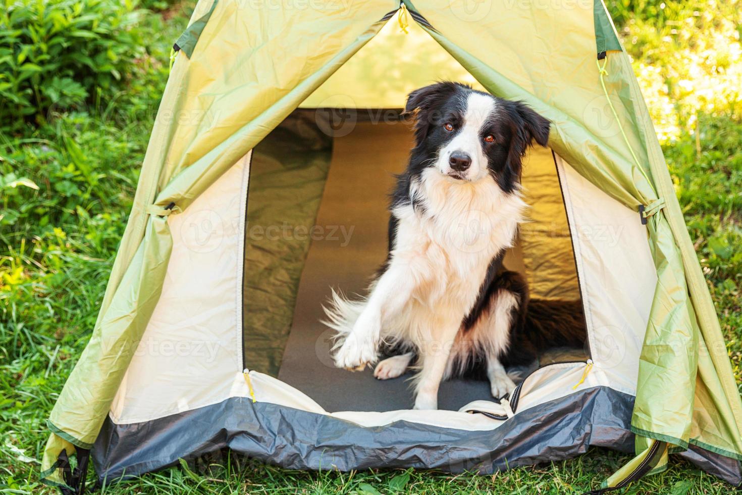 retrato al aire libre de un lindo y divertido cachorro border collie sentado dentro de una tienda de campaña. aventura de viaje de mascotas con compañero de perro. guardián y protección de campamento. concepto de turismo de viaje foto