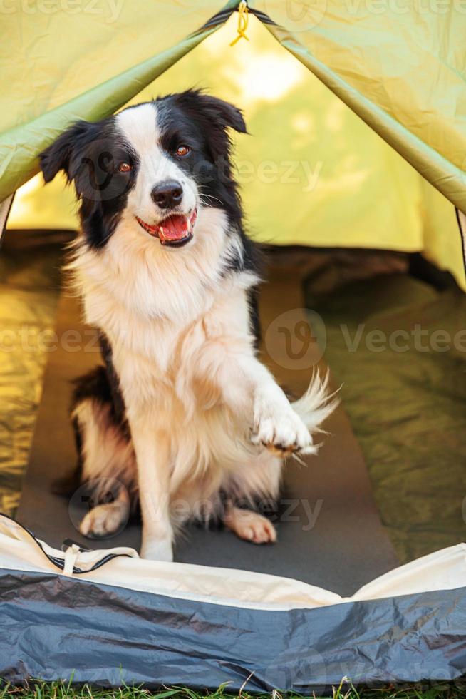 Outdoor portrait of cute funny puppy dog border collie sitting inside in camping tent. Pet travel adventure with dog companion. Guardian and camping protection. Trip tourism concept photo