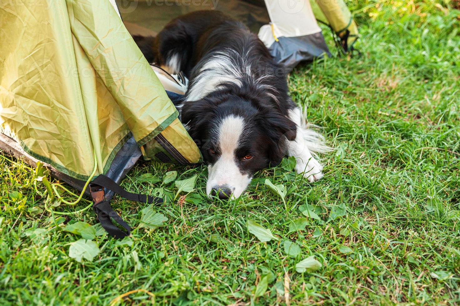 Outdoor portrait of cute funny puppy dog border collie lying down inside in camping tent. Pet travel adventure with dog companion. Guardian and camping protection. Trip tourism concept photo