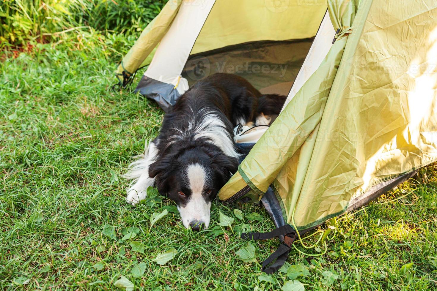 Outdoor portrait of cute funny puppy dog border collie lying down inside in camping tent. Pet travel adventure with dog companion. Guardian and camping protection. Trip tourism concept photo