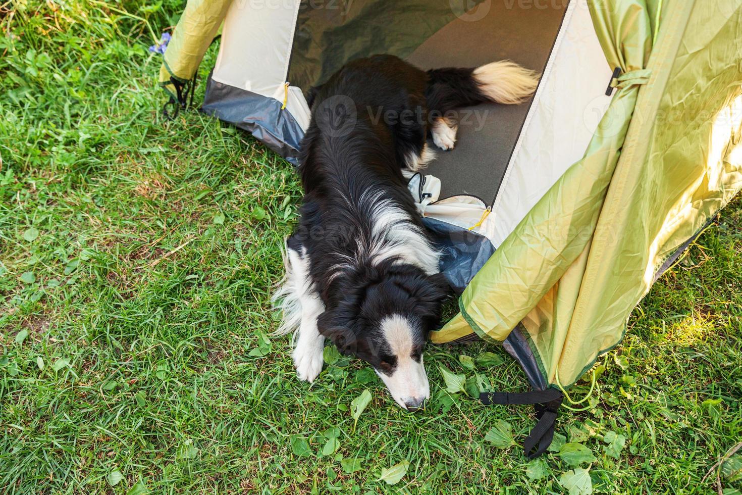 Outdoor portrait of cute funny puppy dog border collie lying down inside in camping tent. Pet travel adventure with dog companion. Guardian and camping protection. Trip tourism concept photo