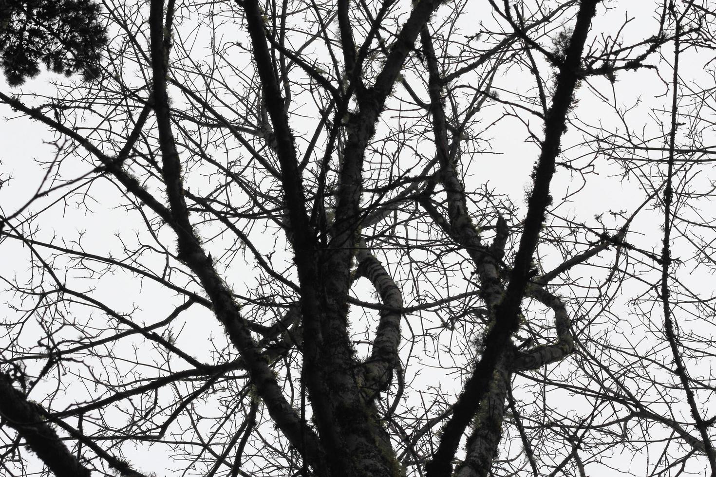 árbol seco sin hojas en invierno foto