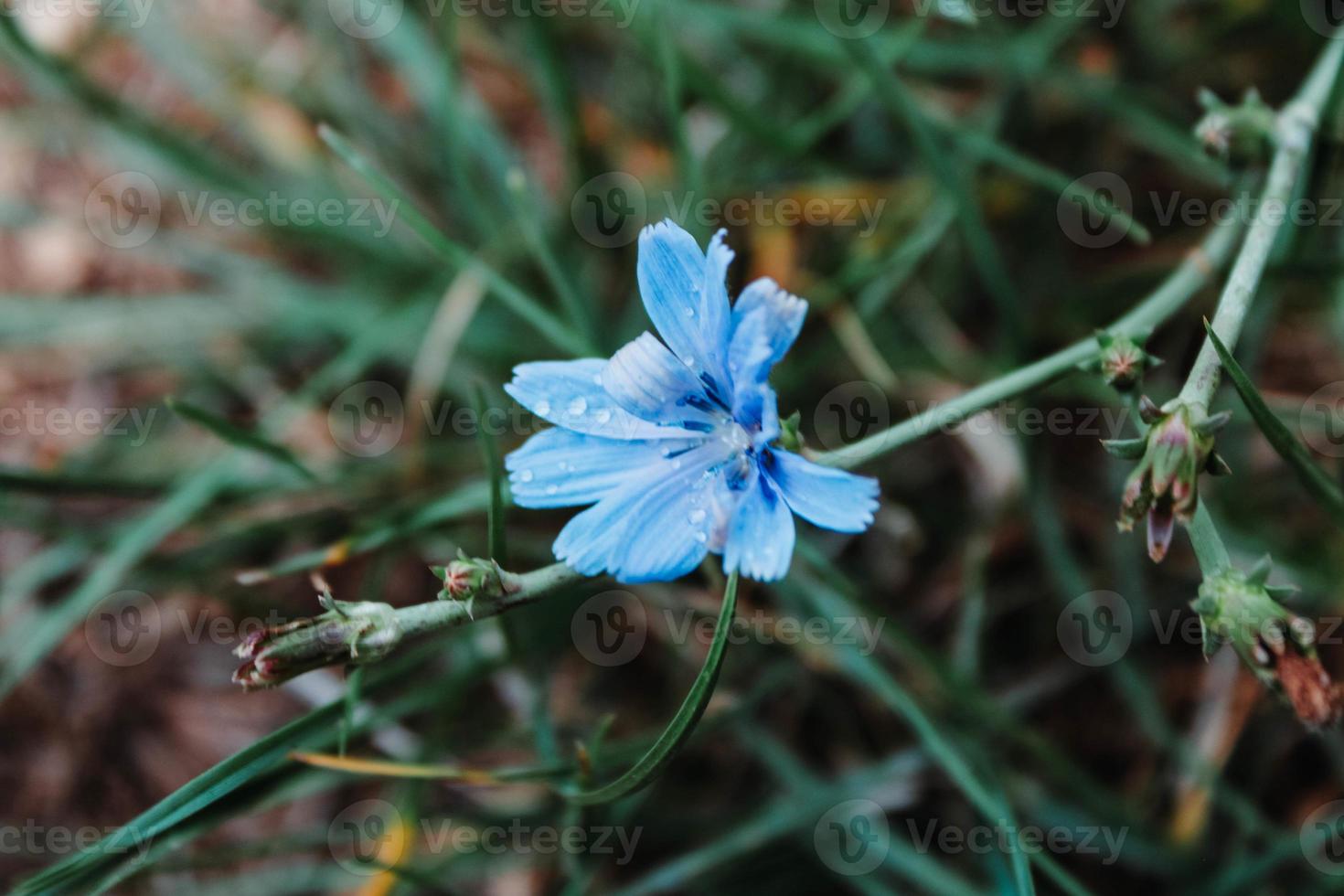 Blur flower at the end photo