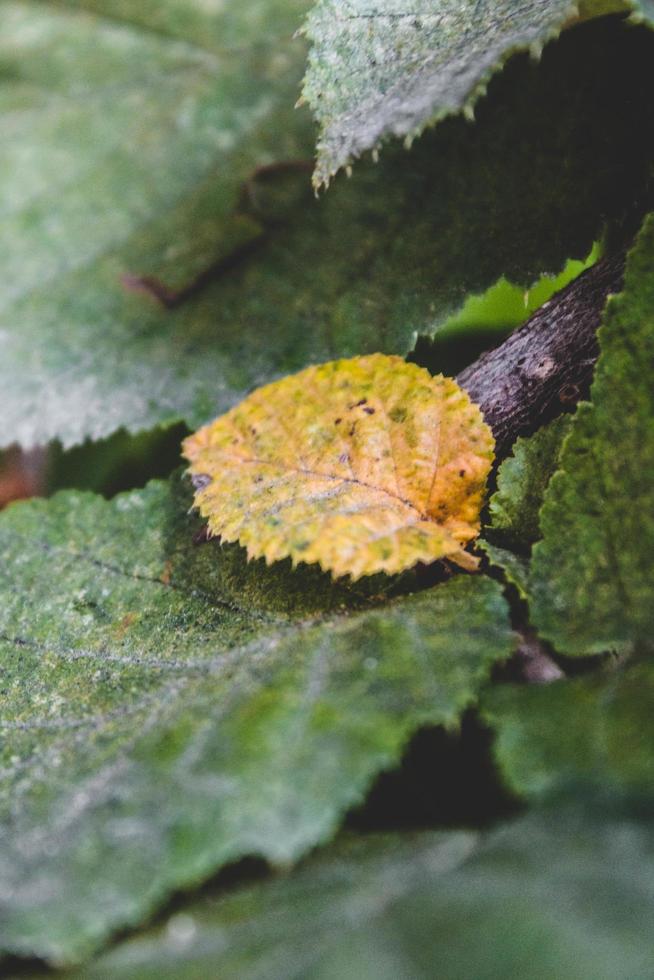 Yellow leaf in center photo
