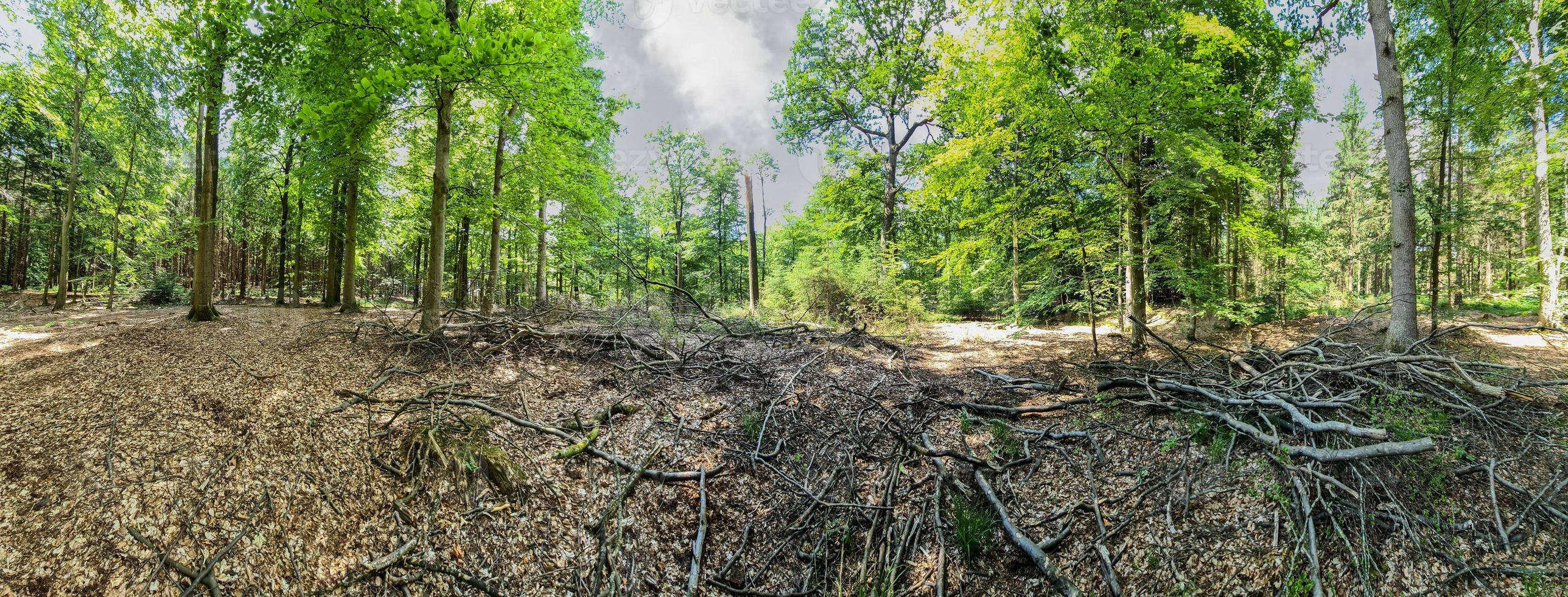 panorama de una hermosa vista a un denso bosque verde con luz solar brillante que proyecta una sombra profunda. foto