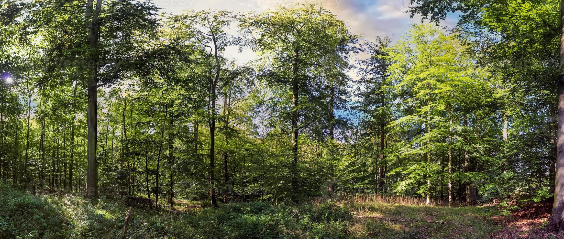 hermosa vista a un denso bosque verde con luz solar brillante que proyecta una sombra profunda foto