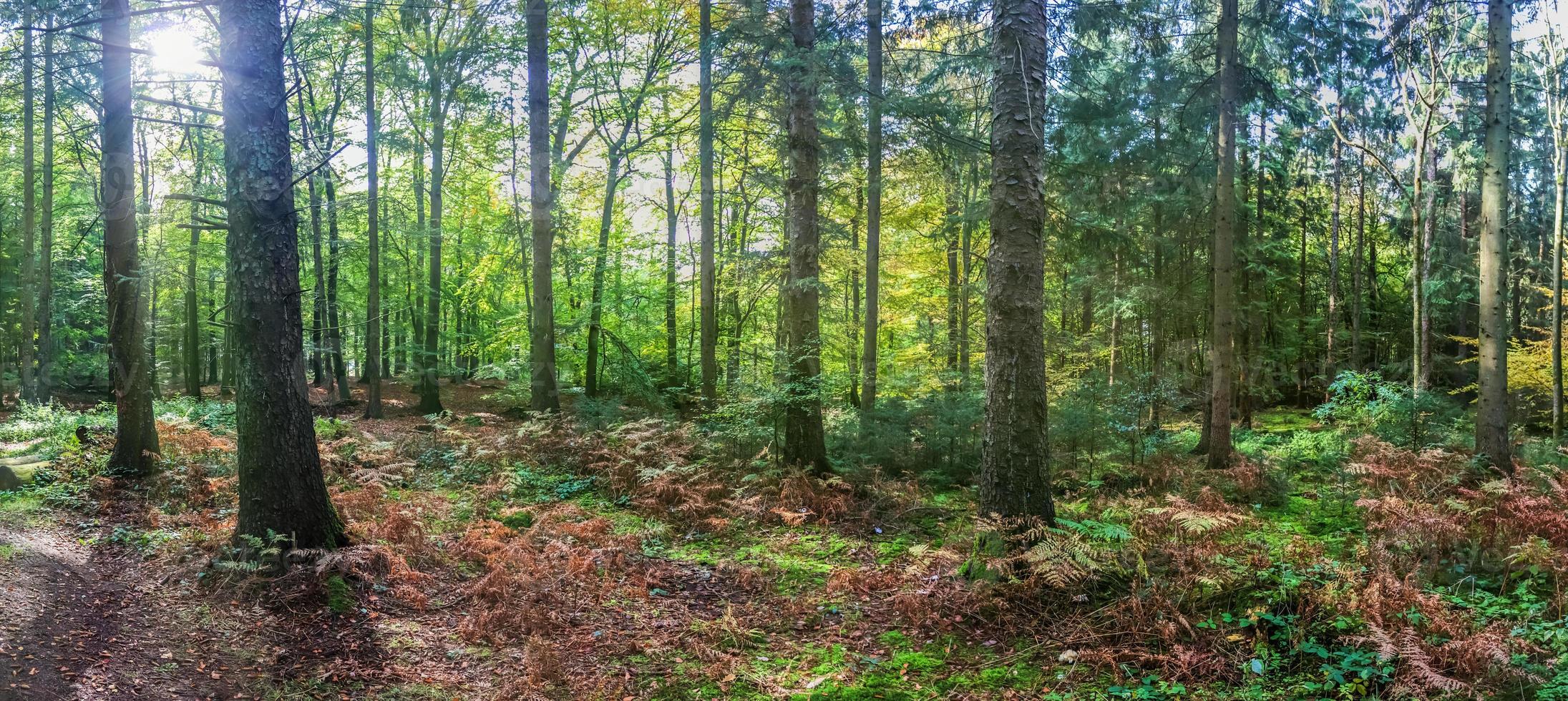 Beautiful view into a dense green forest with bright sunlight casting deep shadow photo