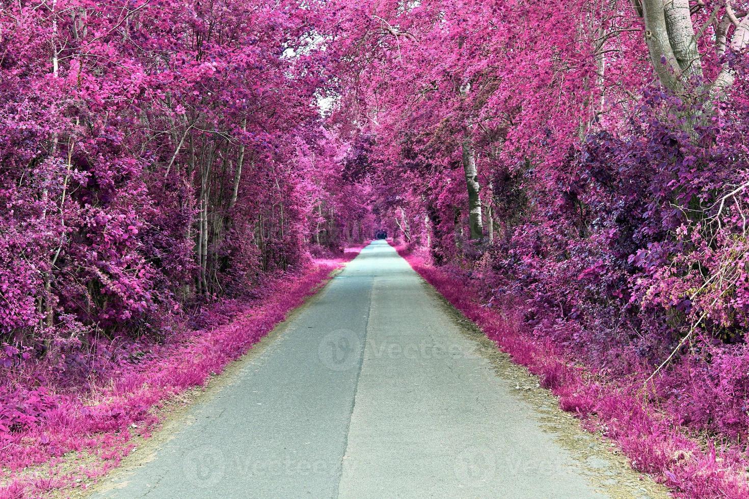 Beautiful purple infrared landscape in high resolution photo