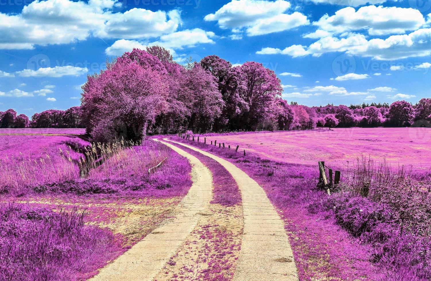 Beautiful purple infrared landscape in high resolution photo