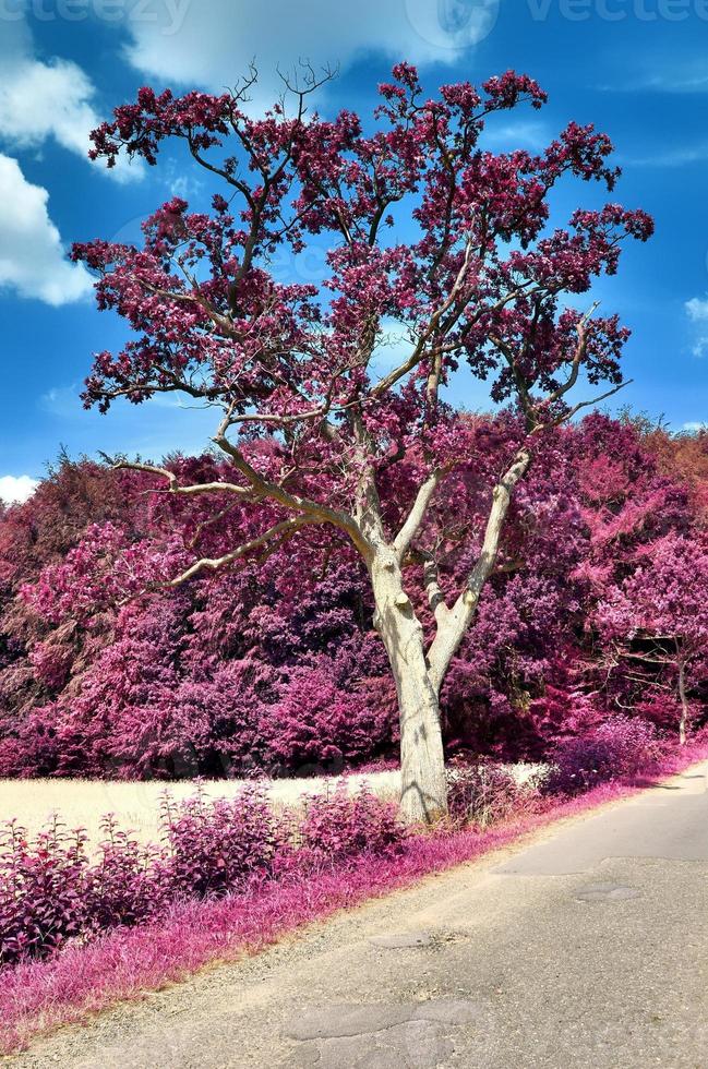 Beautiful purple infrared landscape in high resolution photo