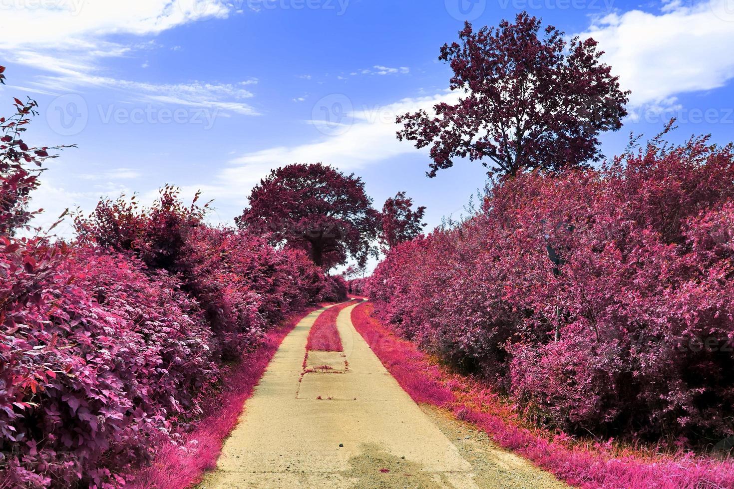 Beautiful purple infrared landscape in high resolution photo