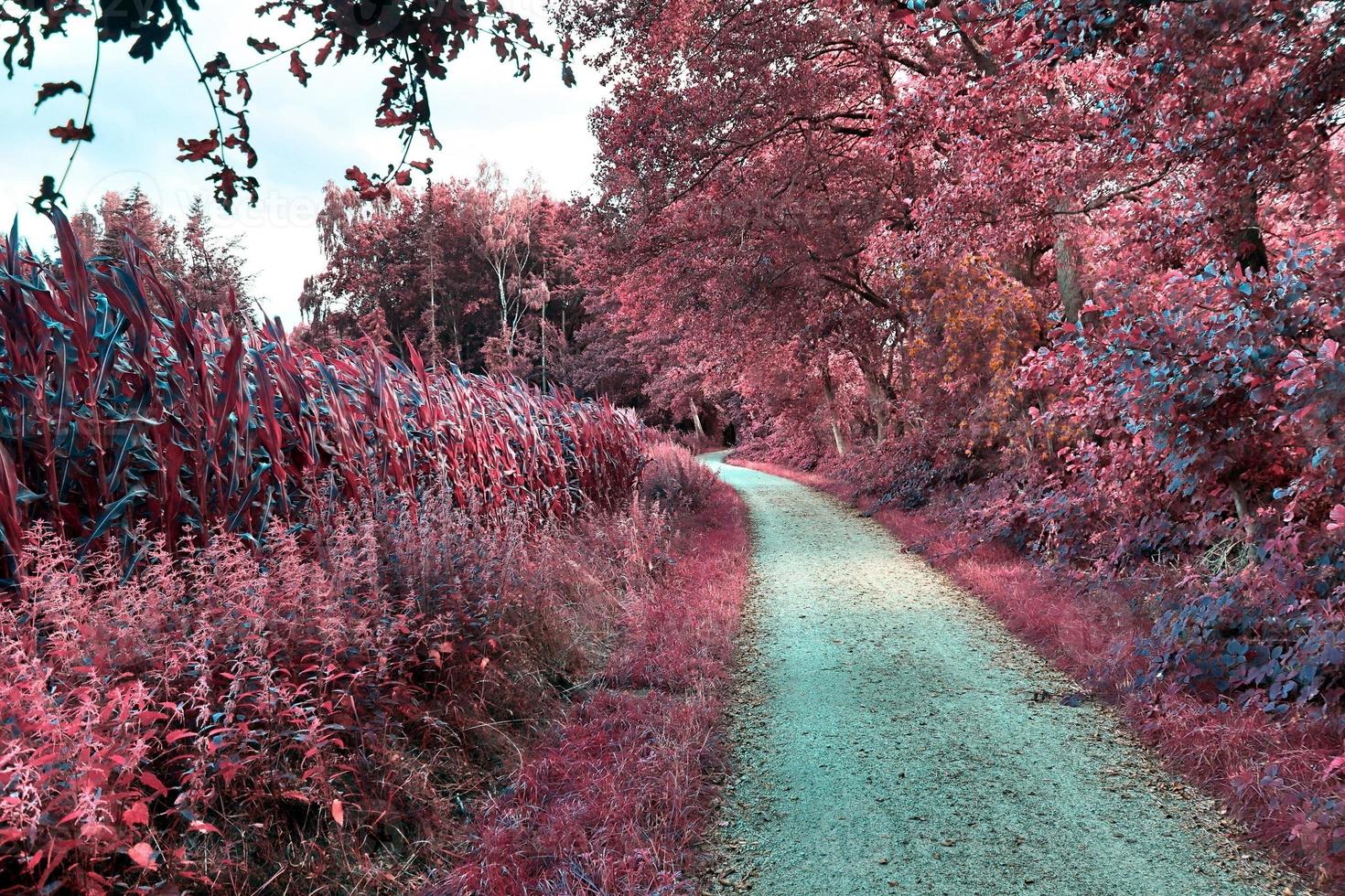 Beautiful purple infrared landscape in high resolution photo
