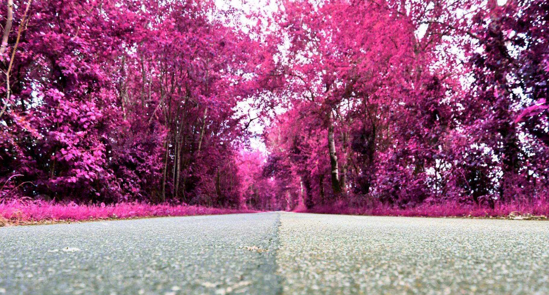 Beautiful purple infrared landscape in high resolution photo