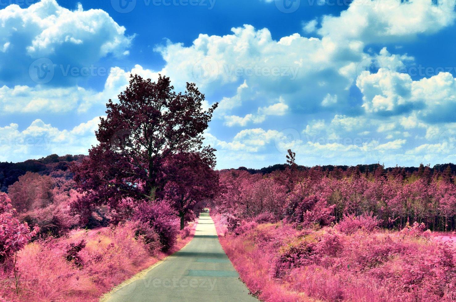 Beautiful purple infrared landscape in high resolution photo