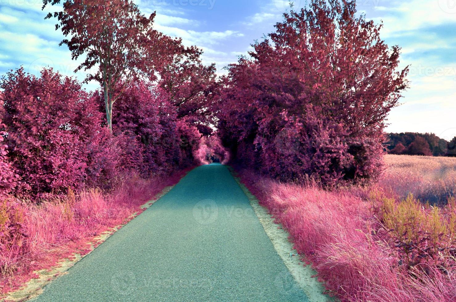 Beautiful purple infrared landscape in high resolution photo