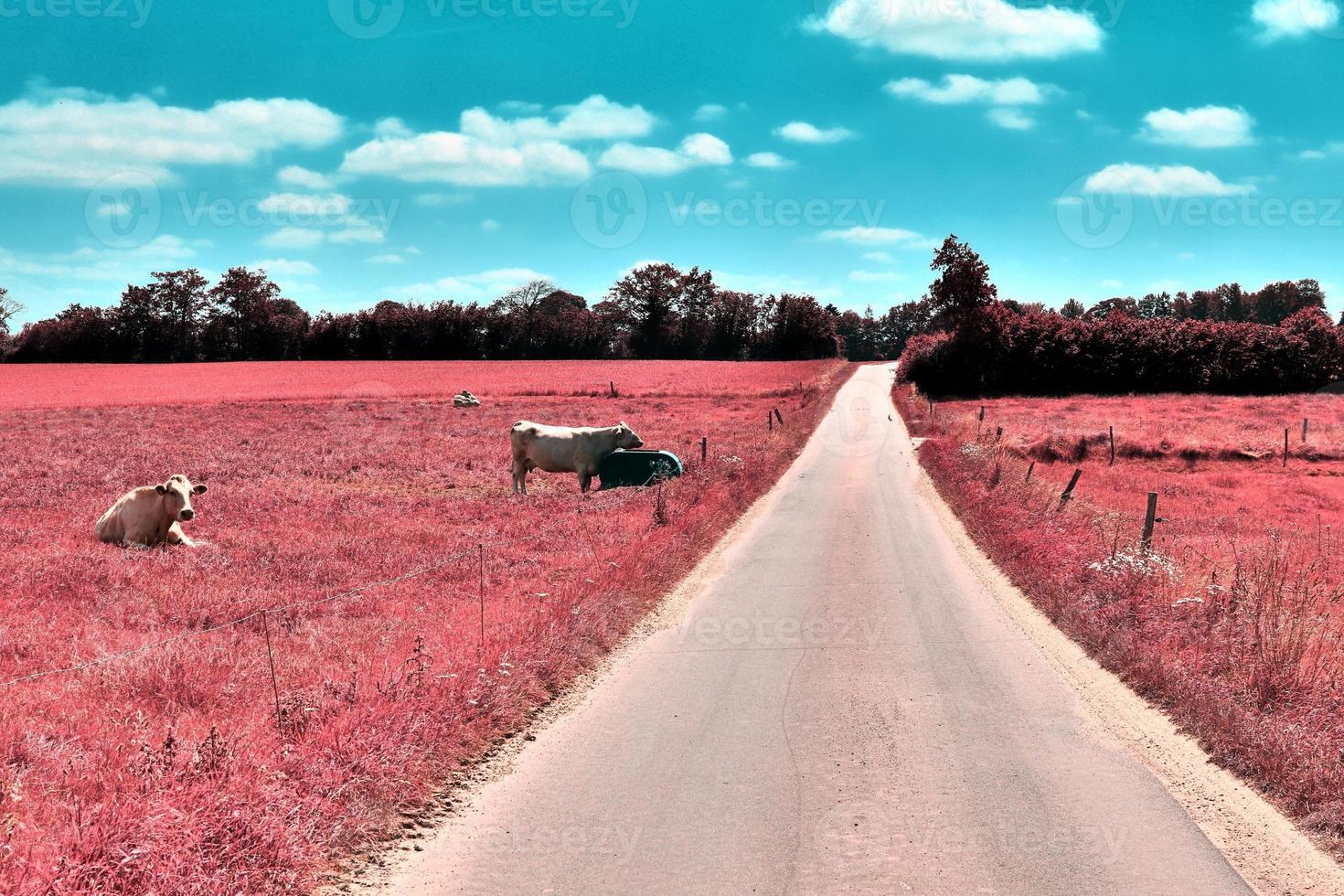 Beautiful purple infrared landscape in high resolution photo