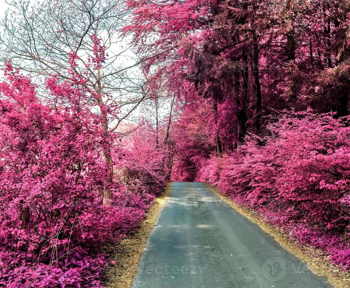 Beautiful purple infrared landscape in high resolution photo