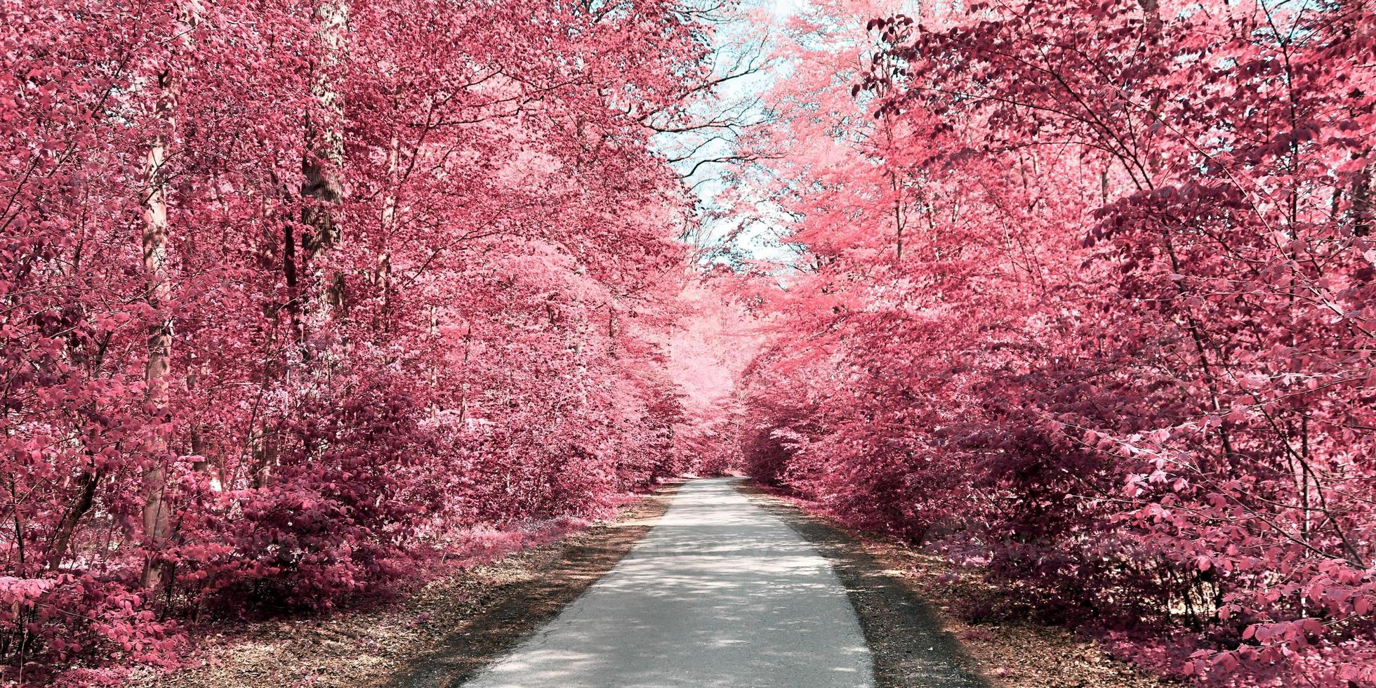 Beautiful purple infrared landscape in high resolution photo