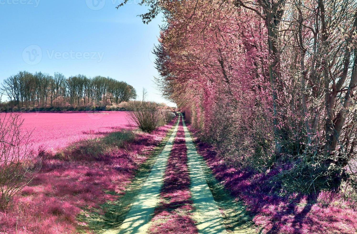 Beautiful purple infrared landscape in high resolution photo