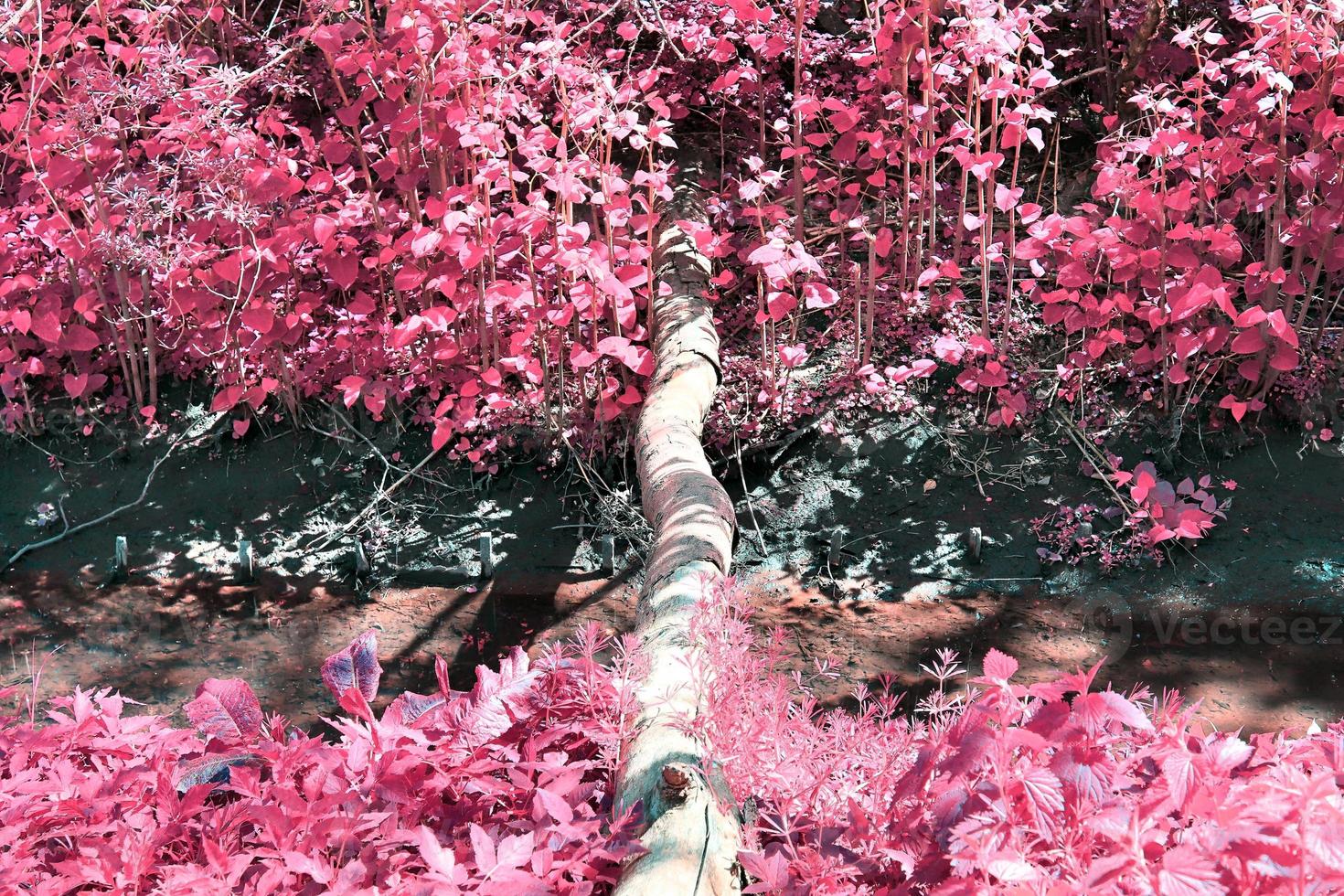 Beautiful purple infrared landscape in high resolution photo