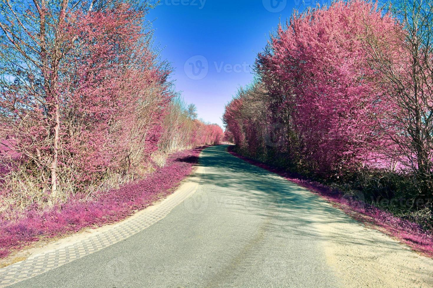 Beautiful purple infrared landscape in high resolution photo