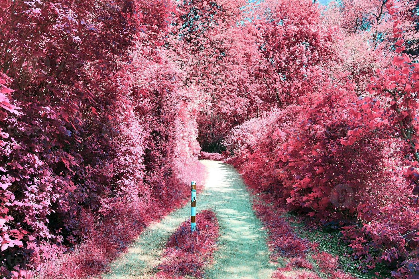 Beautiful purple infrared landscape in high resolution photo