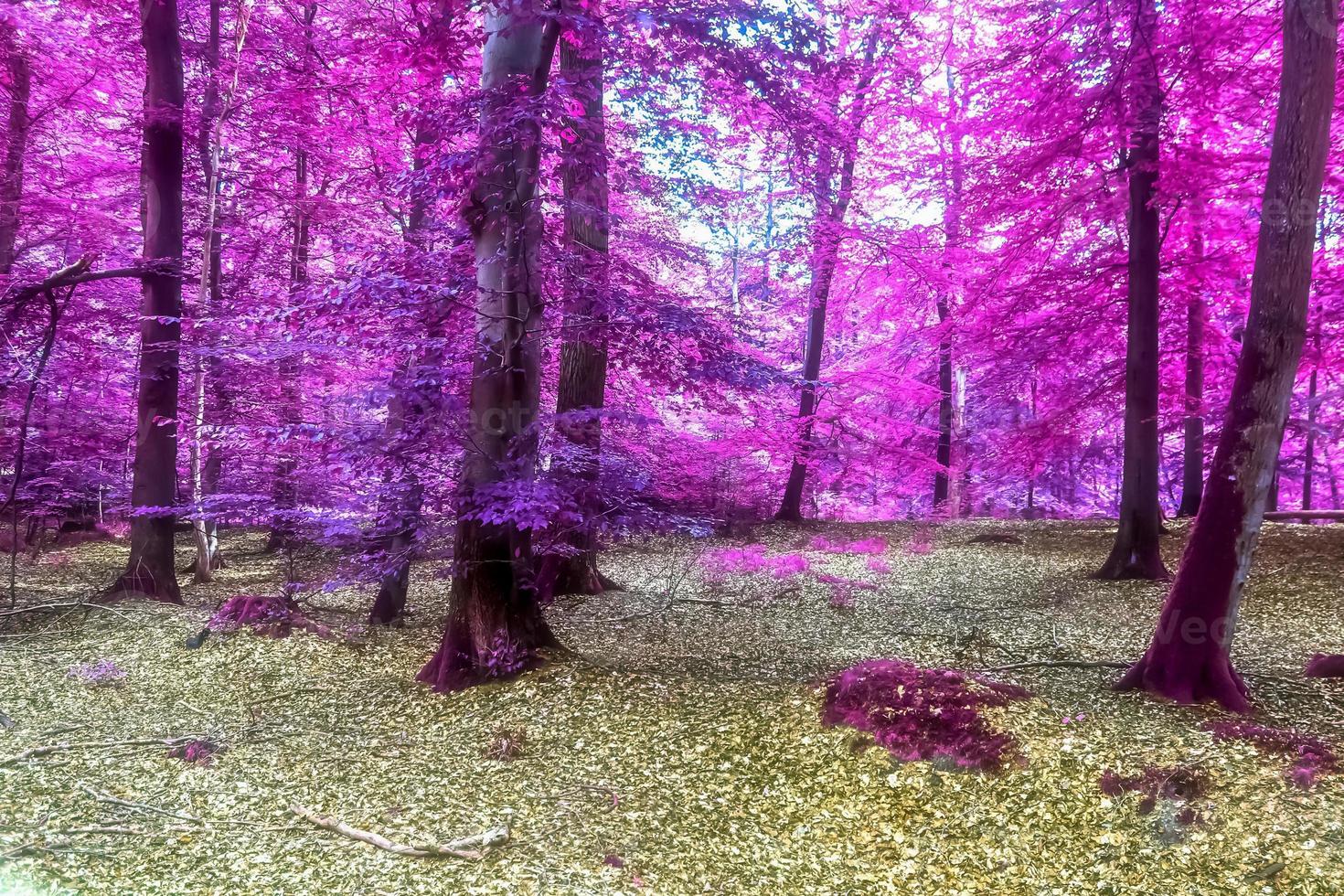 Beautiful pink and purple infrared panorama of a countryside landscape with a blue sky photo